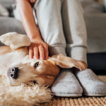 生涯費用を把握して、責任あるペットライフを楽しもう！