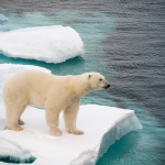 野生動植物の生態系への影響は？環境問題に関心を持とう！