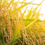 伊勢神宮で大切にされているお祭り「神嘗祭（かんなめさい）」とは？